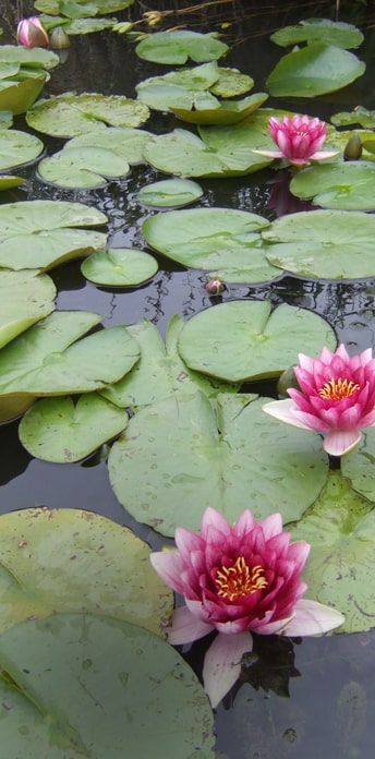 Aquatic & Land Planting